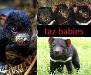 tasmanian devil newborn