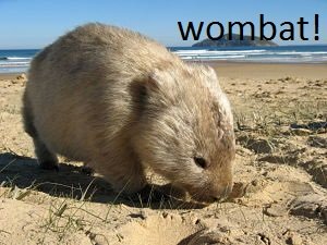 wombat facts