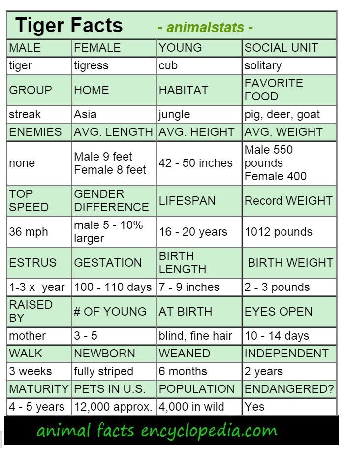 Tiger animal stats