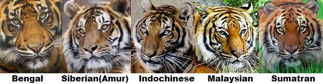 tiger sub-species