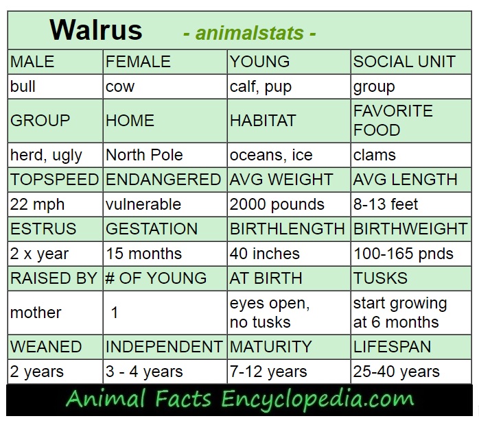 walrus animal stats