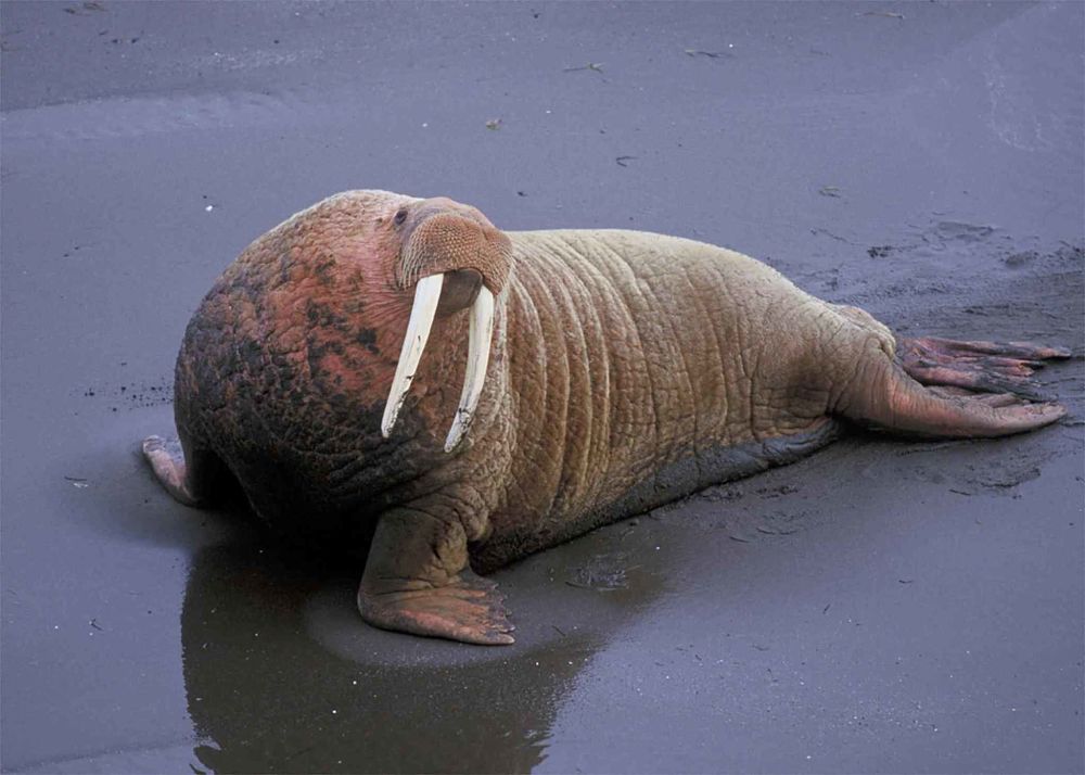 walrus on the beach