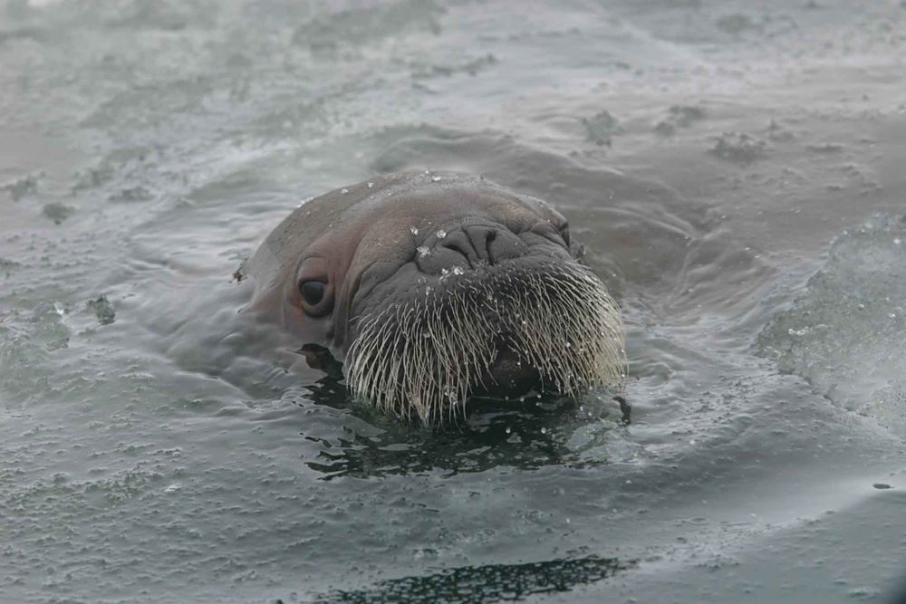 baby walrus