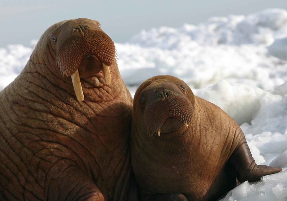 walrus mother and baby closeup