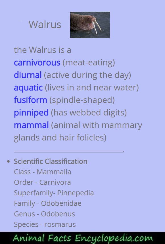 walrus science