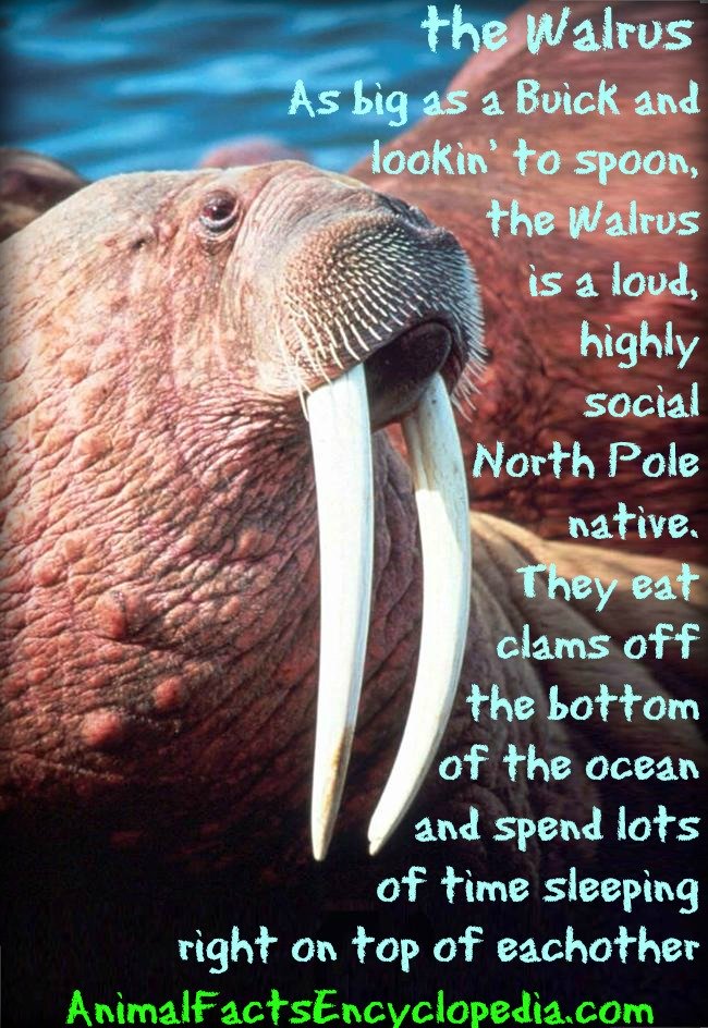 walrus story