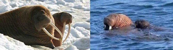 walrus cows and calves