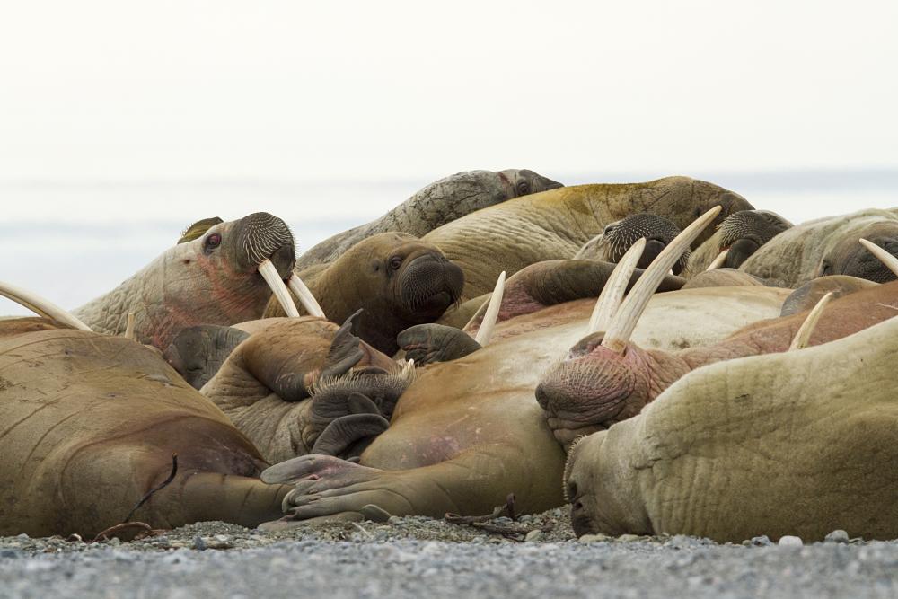 walrus lounge