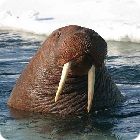 walrus facts