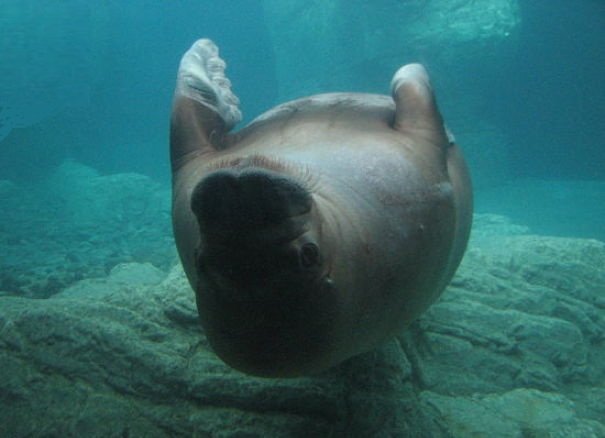 walrus underwater