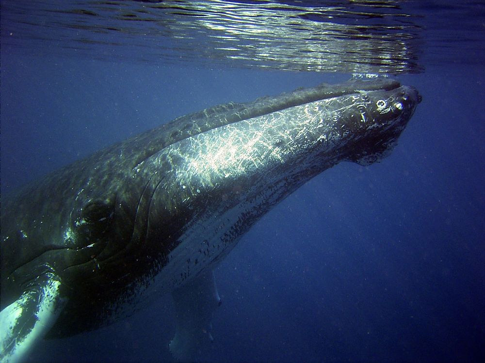 humpback whale at surface
