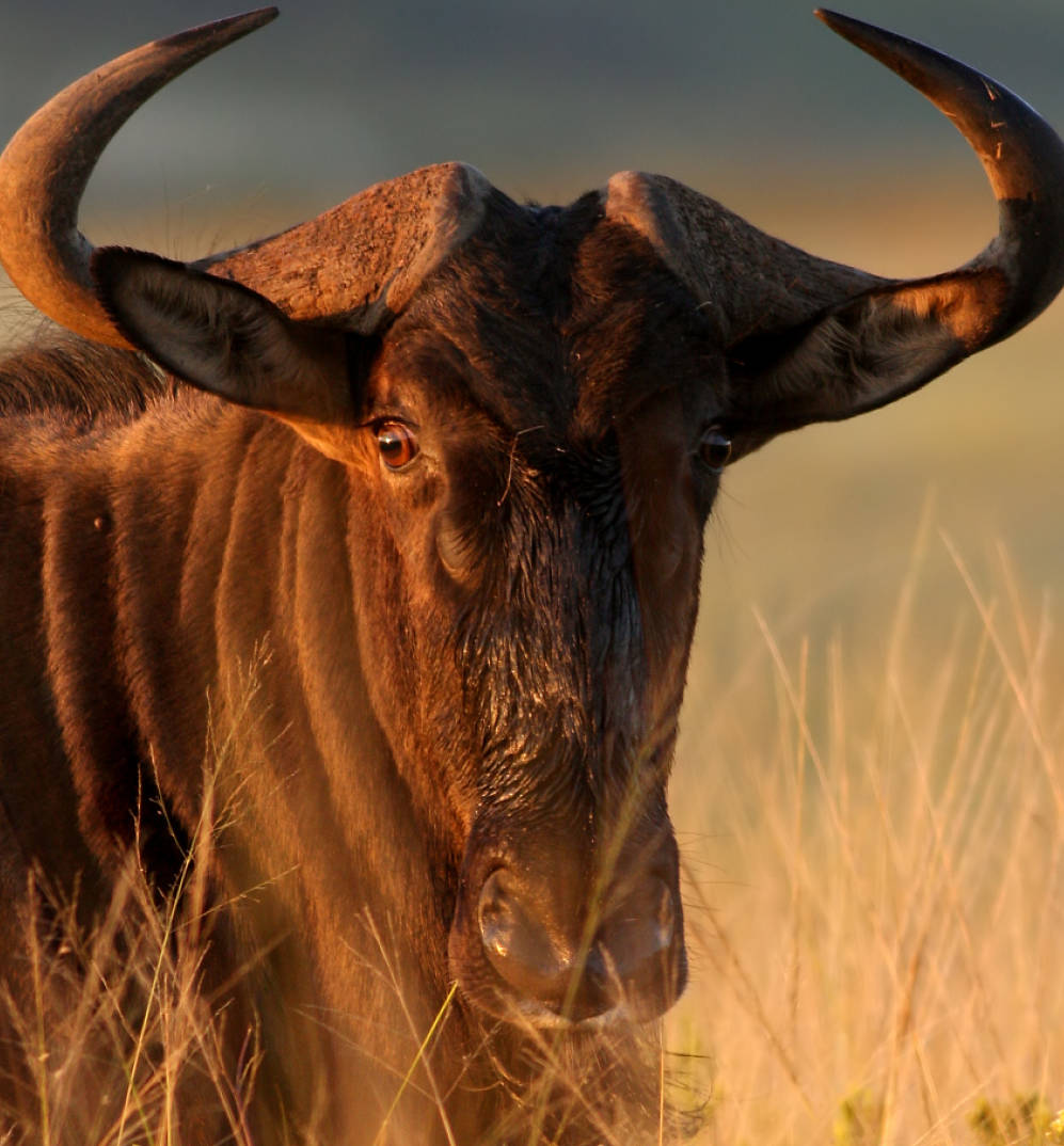 wildebeest extreme close-up