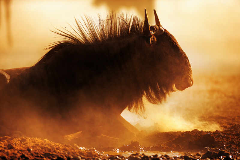 wildebeest at sunset