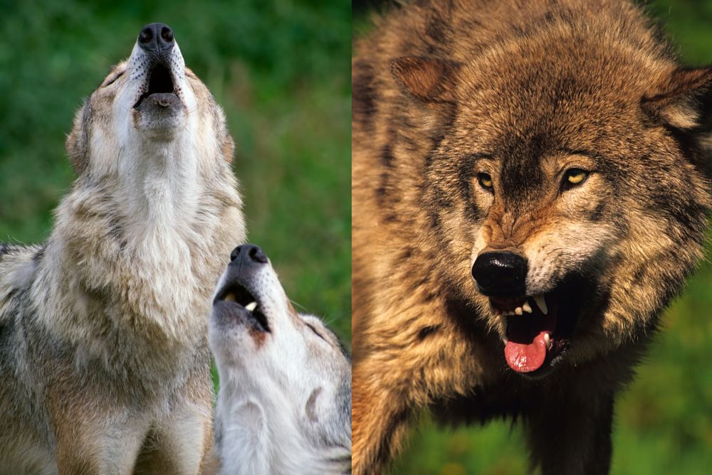 wolves howling and snarling
