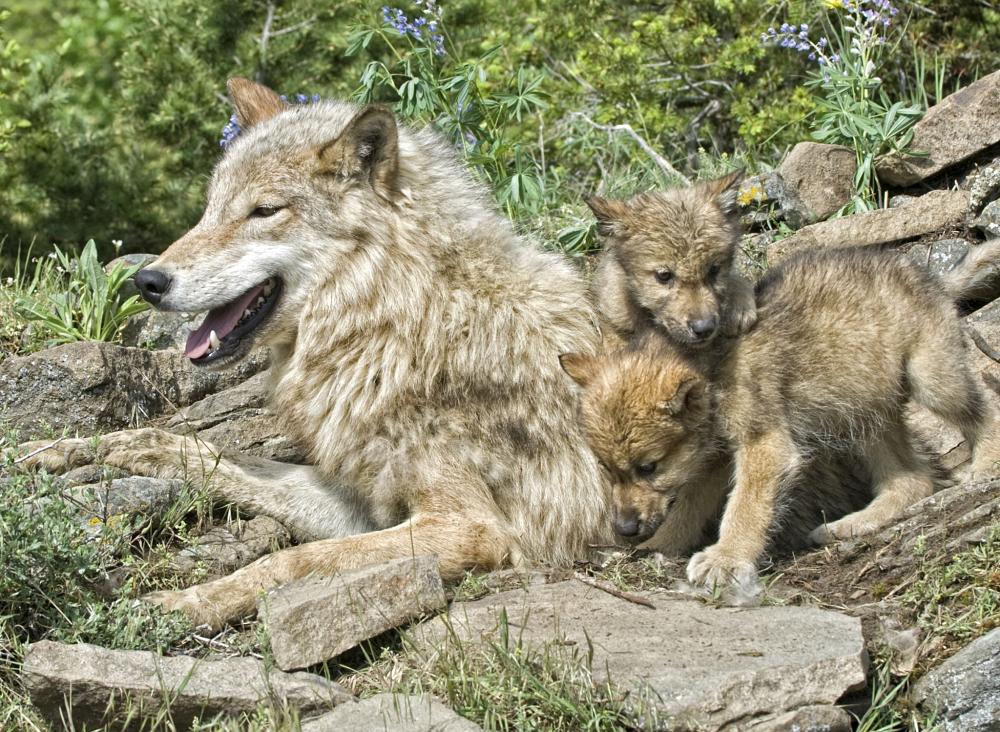 wolf mother and babies