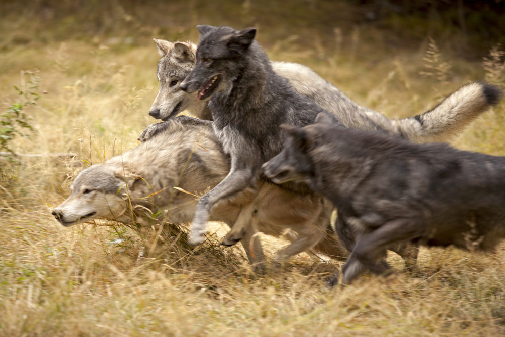 wolf pack running