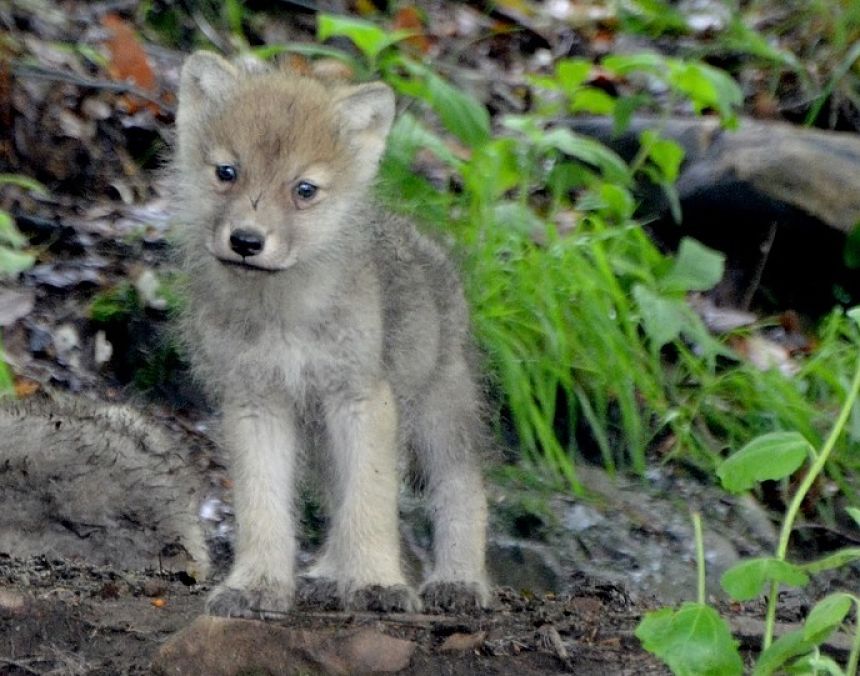 wolf cub