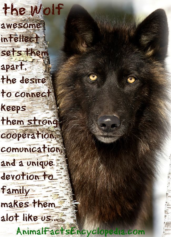 wolf story
