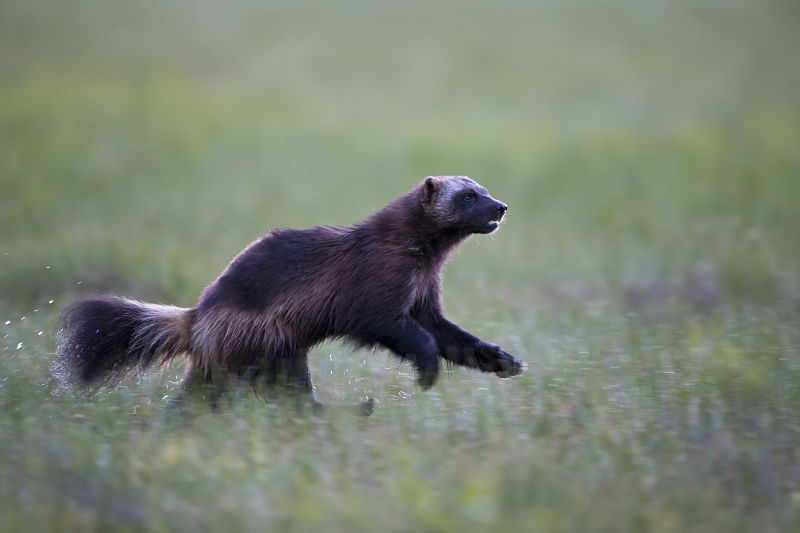 wolverine running in field