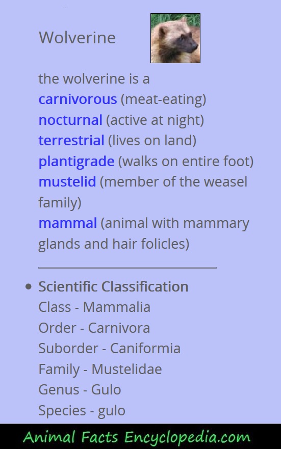 giraffe animal stats