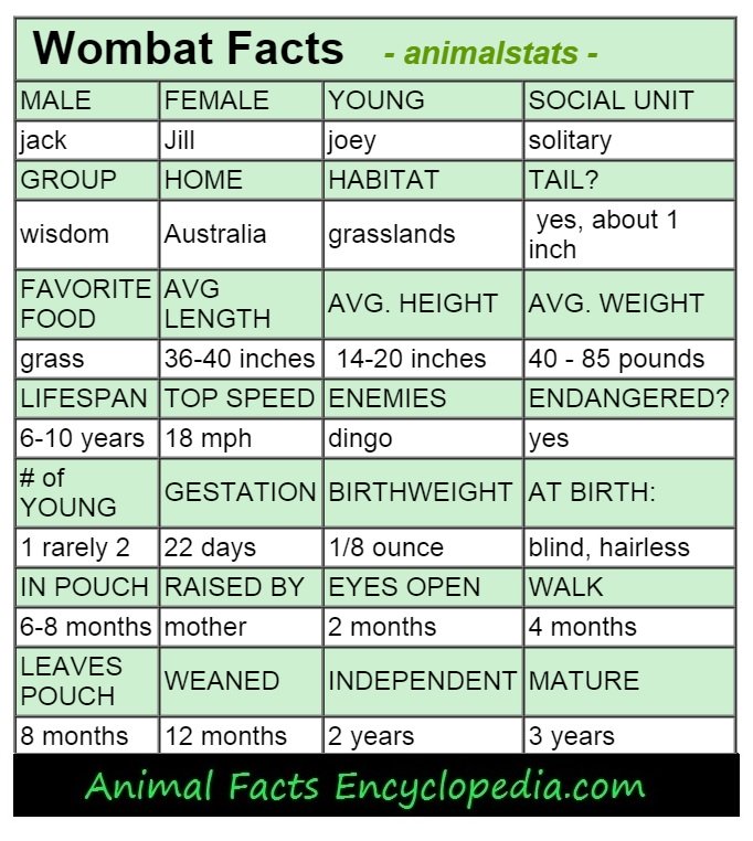 wombat animal stats