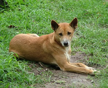 dingo