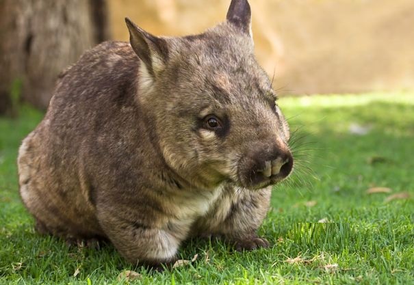 hairy-nosed wombat