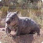 wombat facts