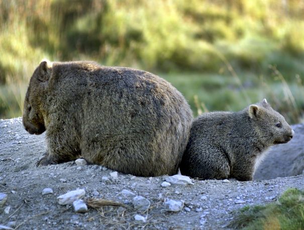 wombat mother and baby