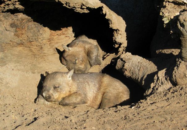 wombats sleeping