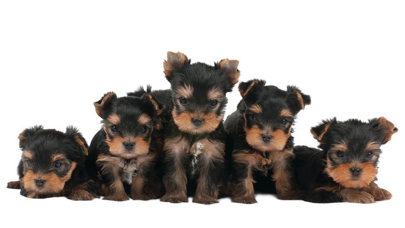 Yorkie puppies