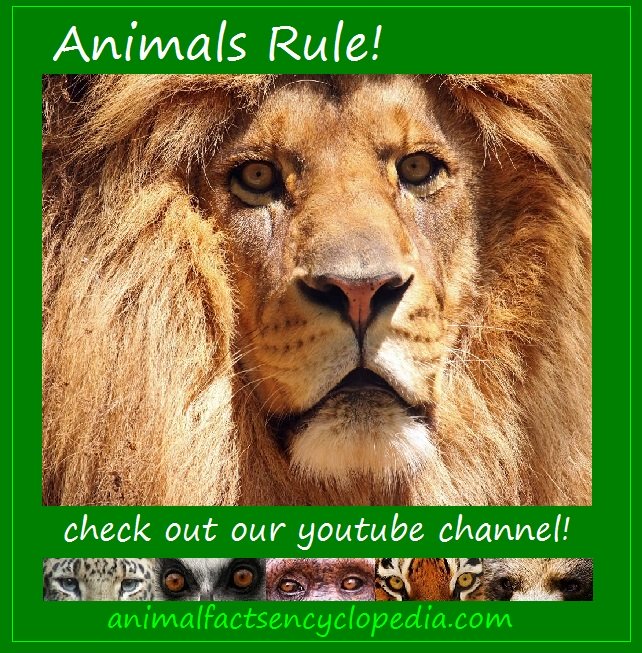 animals rule