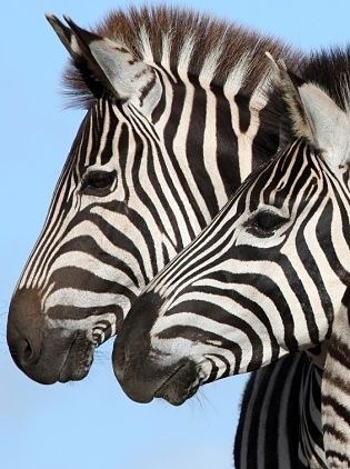 zebra portrait