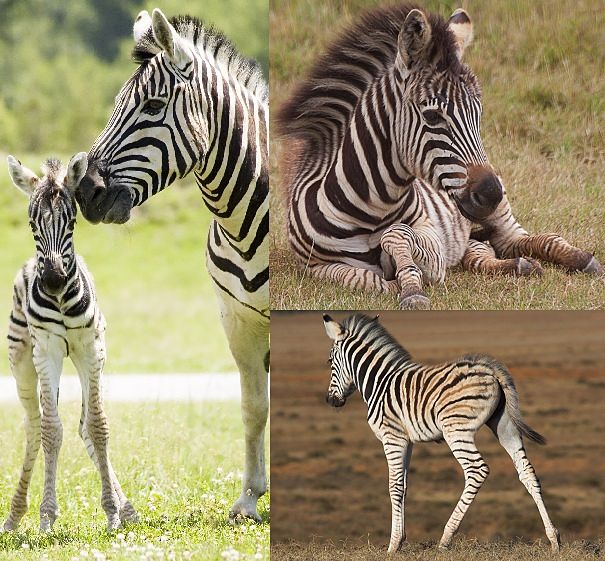 zebra mother and baby