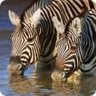 zebra facts