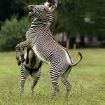 grevy's zebras fighting