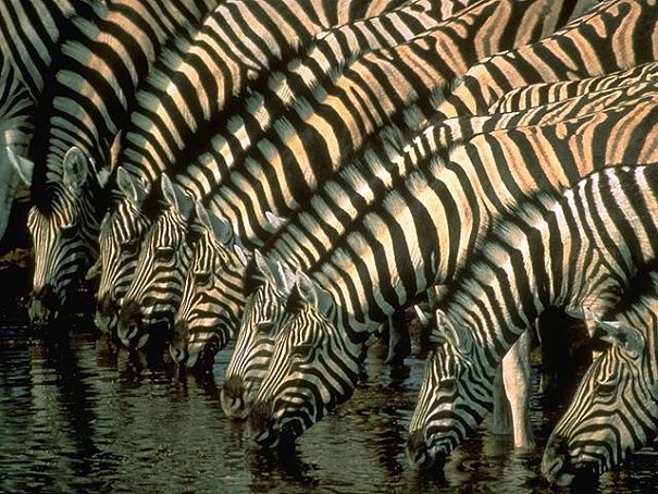 zebras at watering hole