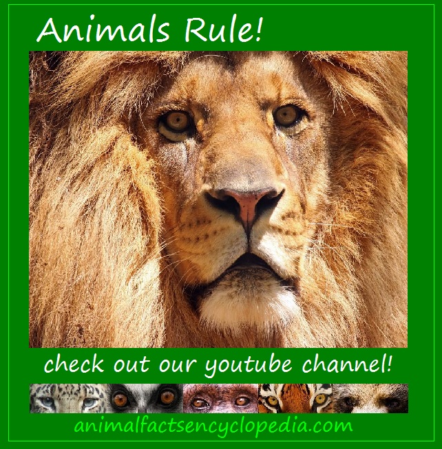 Desert Animals - Animal Facts Encyclopedia Desert Animals - Animal Facts Encyclopedia