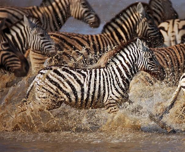 baby zebra crossing river